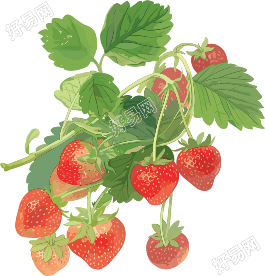 草莓水彩素材