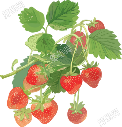 草莓水彩素材