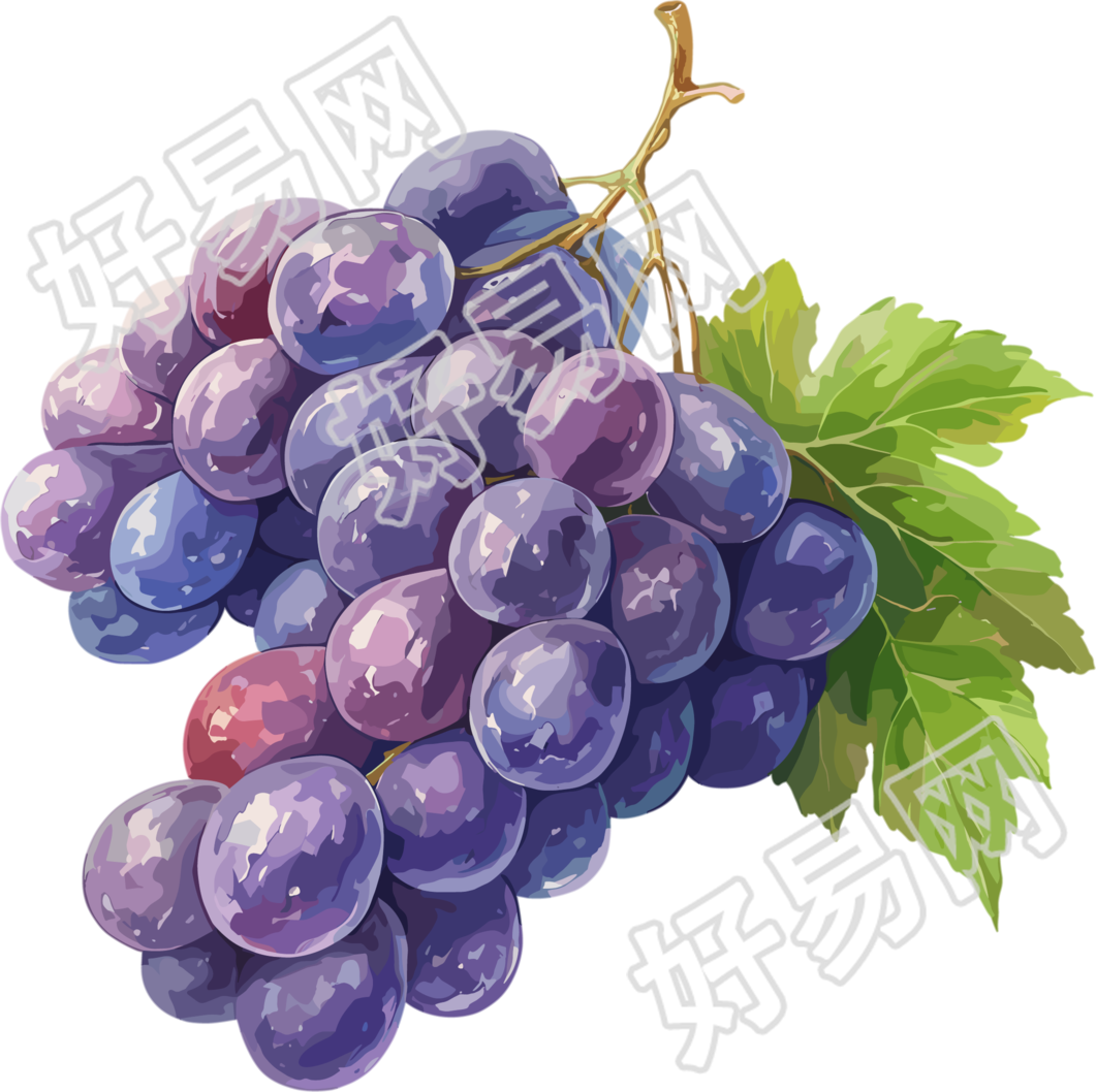 葡萄透明背景素材