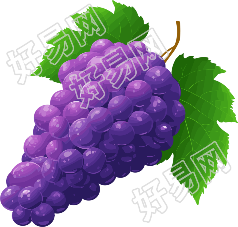 葡萄水彩插图