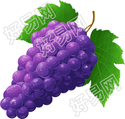 葡萄水彩插图