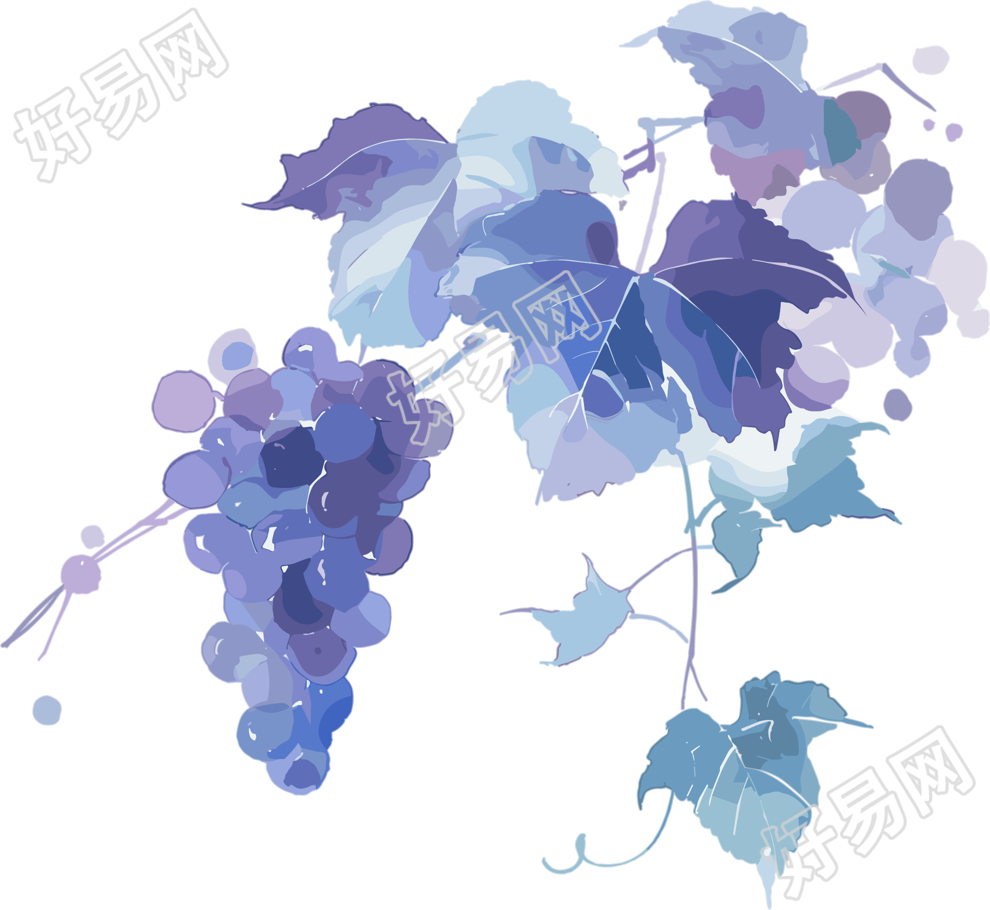 葡萄水彩风格插画