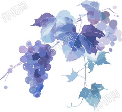 葡萄水彩风格插画