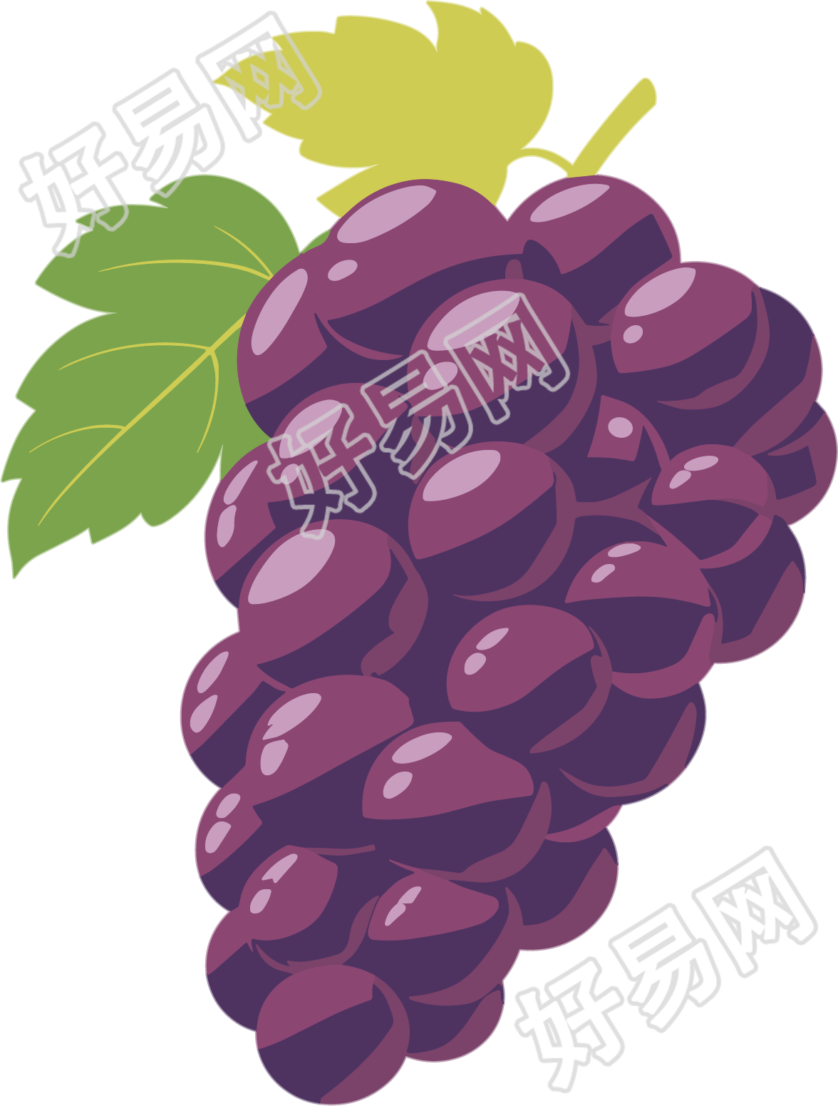 紫色葡萄插图