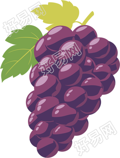 紫色葡萄插图