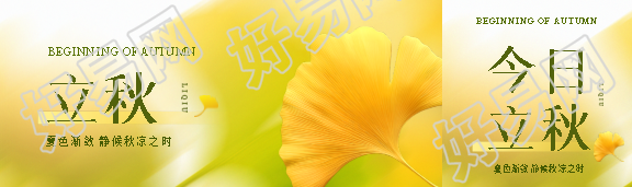 立秋银杏叶实景公众号封面图