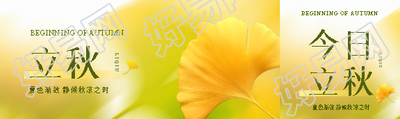 立秋银杏叶实景公众号封面图