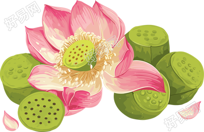 莲蓬插画设计元素