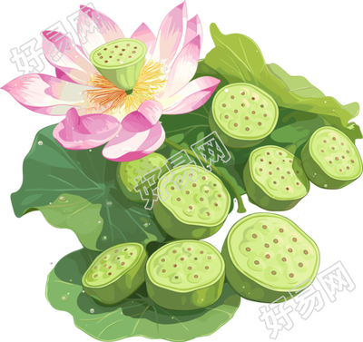 莲蓬插画素材