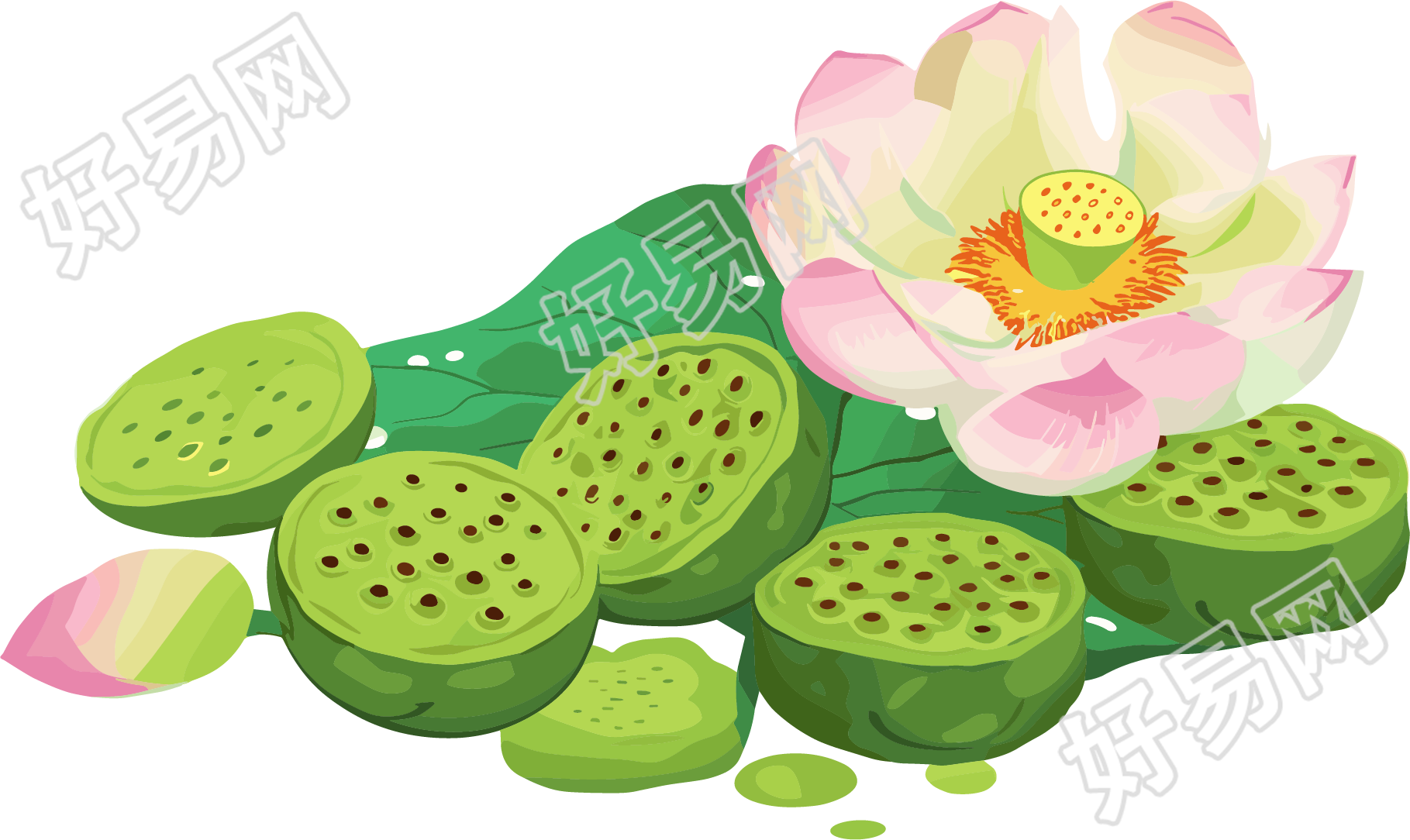 莲蓬矢量插图