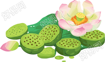 莲蓬矢量插图