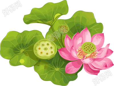 莲蓬图形素材