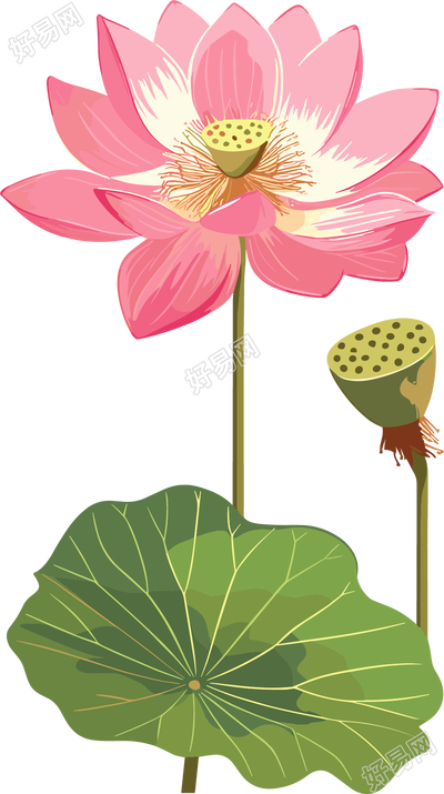 莲蓬透明背景元素