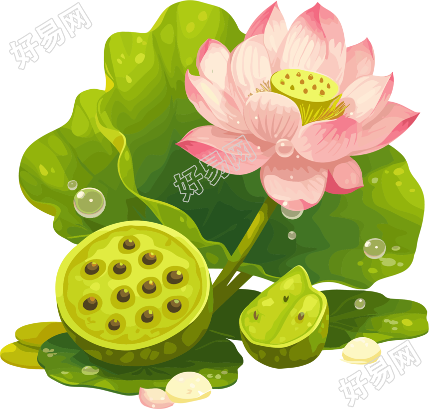 莲蓬高清图形素材