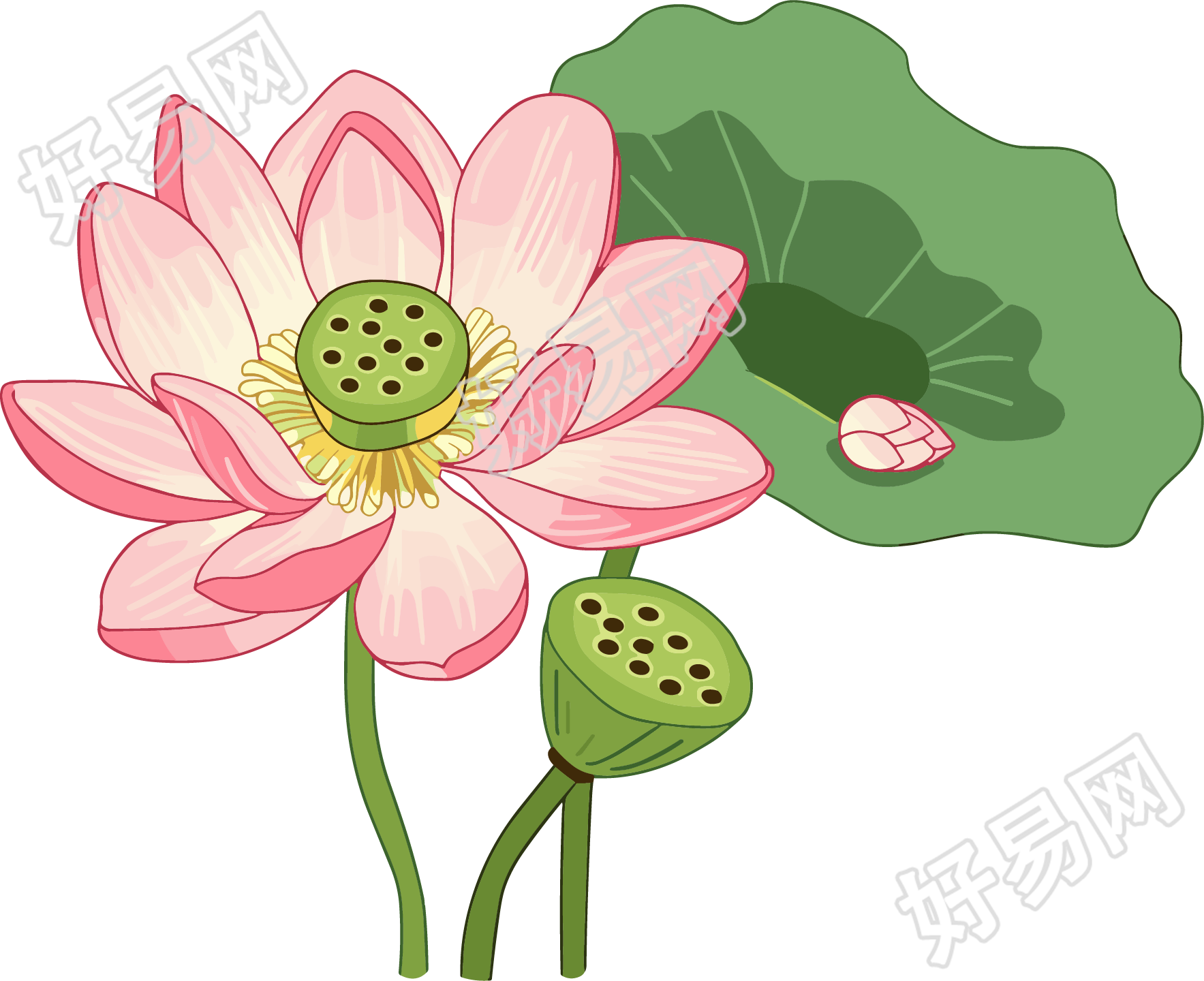 莲蓬莲叶插画