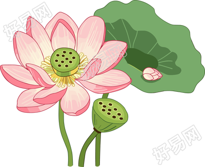 莲蓬莲叶插画