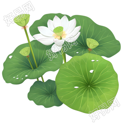 绿色莲蓬元素