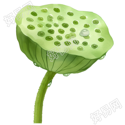 绿色莲蓬插图