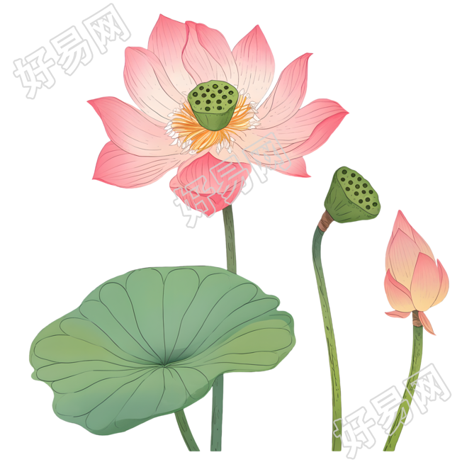 绿色莲蓬素材