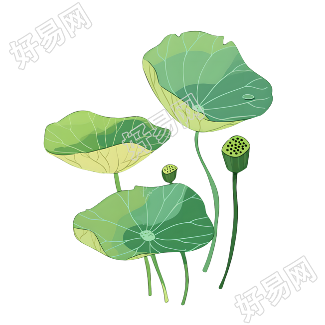 莲蓬可商用素材