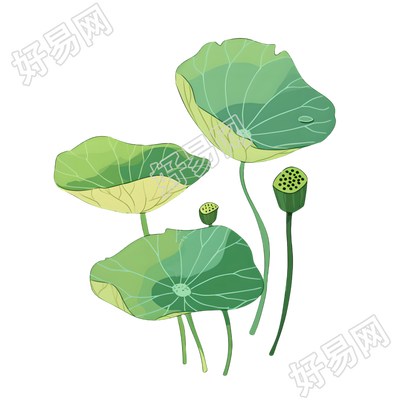 莲蓬可商用素材