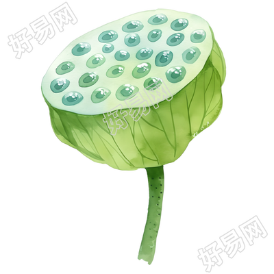 莲蓬可商用插图
