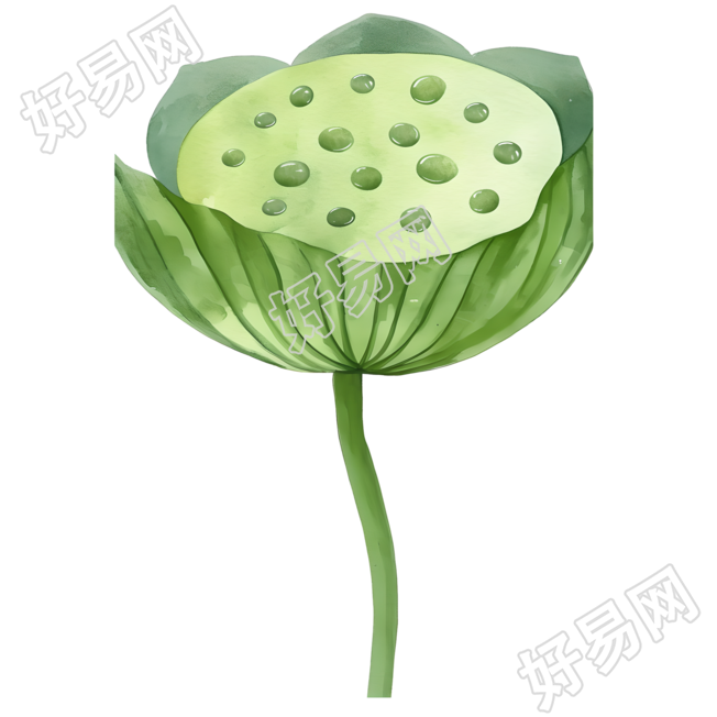莲蓬可商用插画