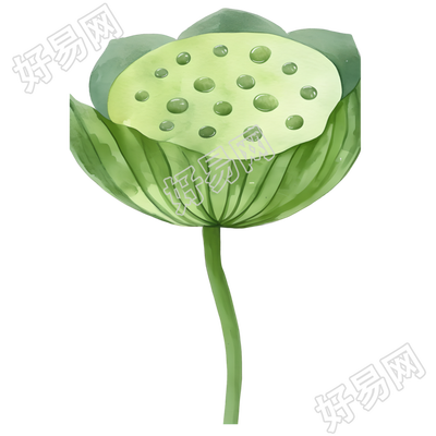 莲蓬可商用插画