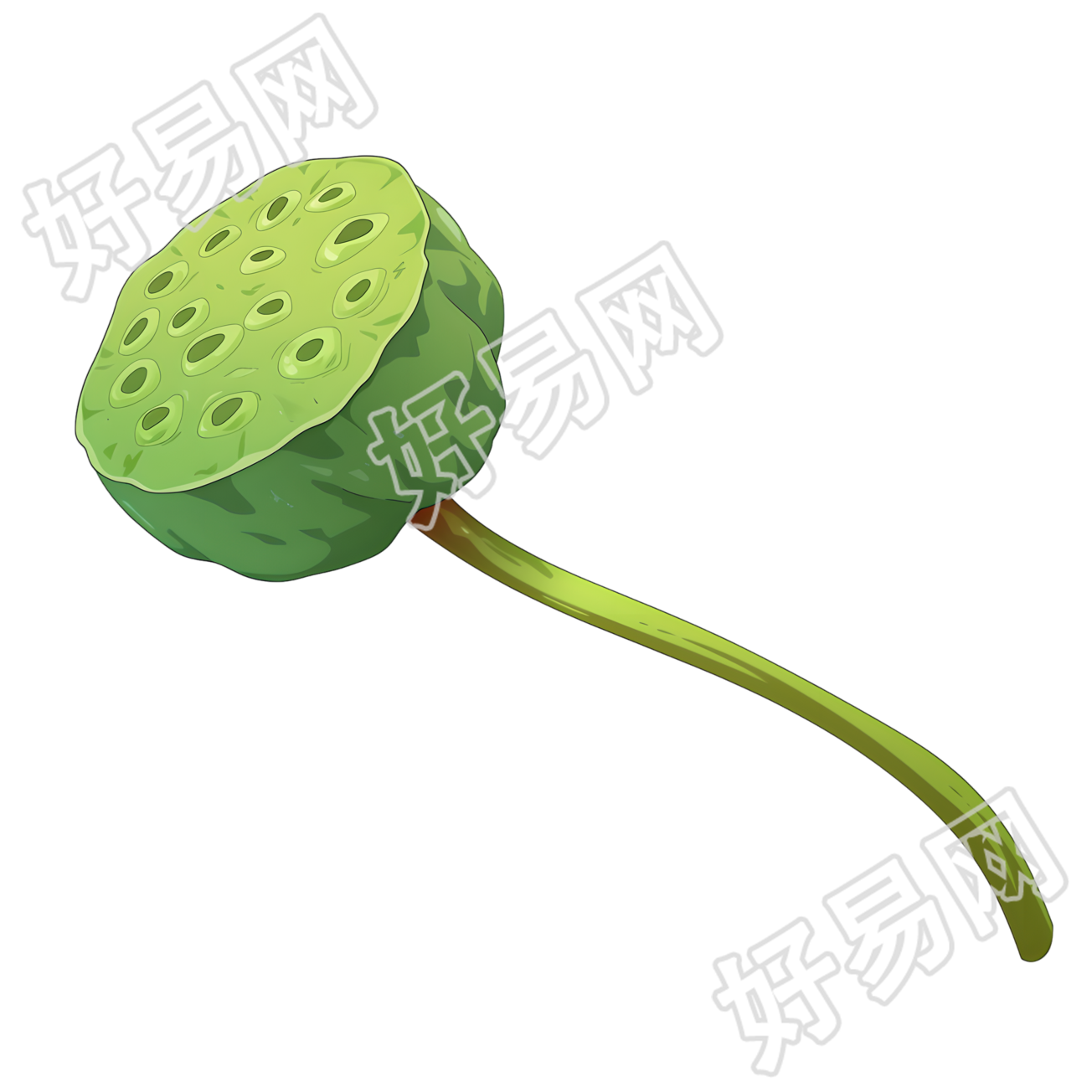 莲蓬高清素材