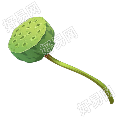 莲蓬高清素材