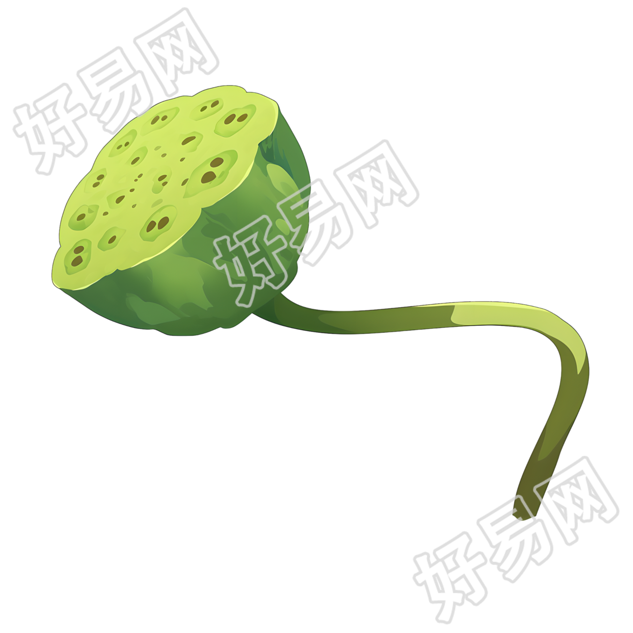 莲蓬极简插画