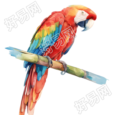 水彩鸟清新插图