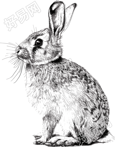 兔子素描元素