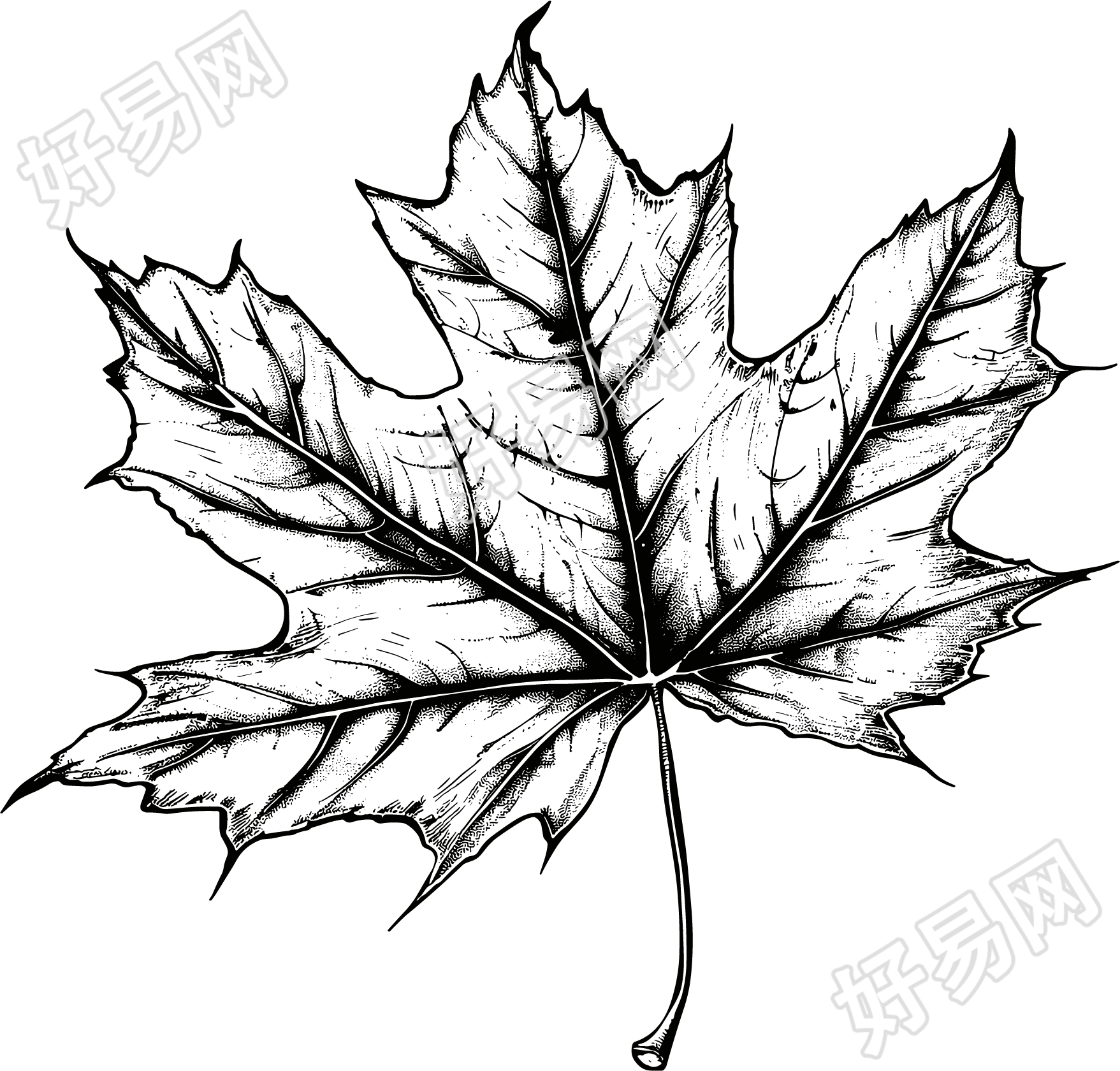 枫叶素描元素