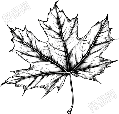枫叶素描元素