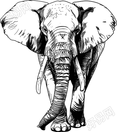 大象素描插画