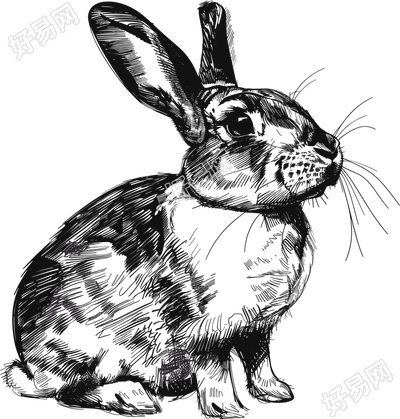 兔子素描素材