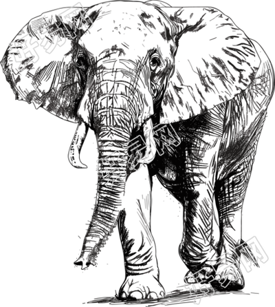 大象素描素材