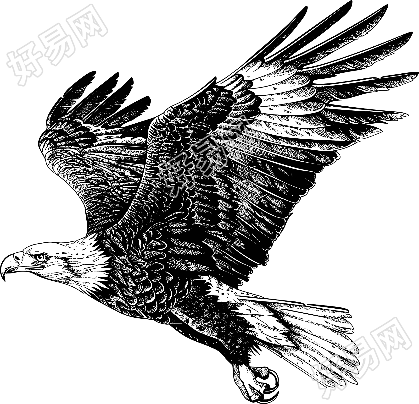 老鹰素描素材