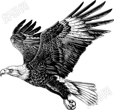 老鹰素描素材