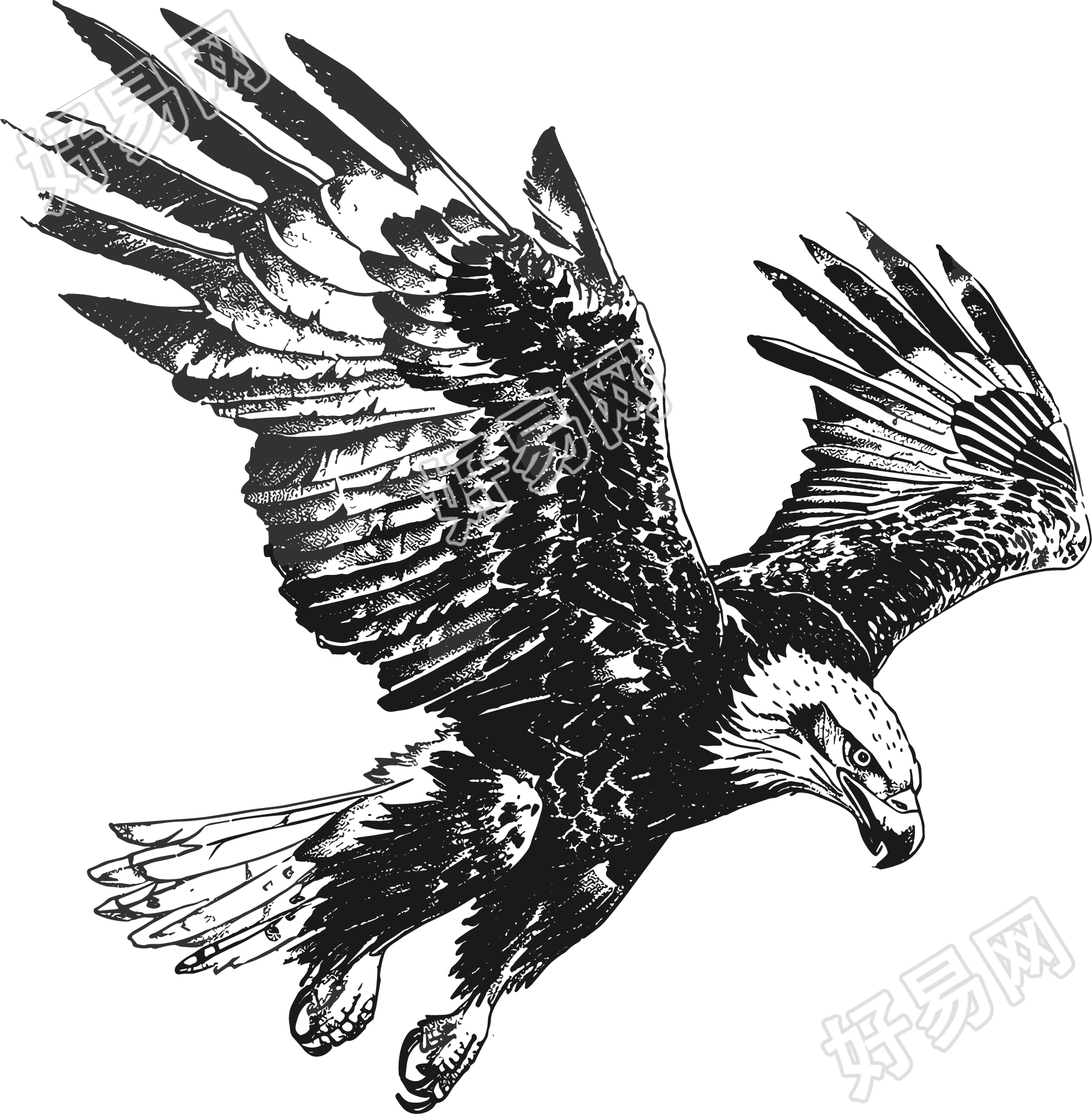 老鹰素描插图