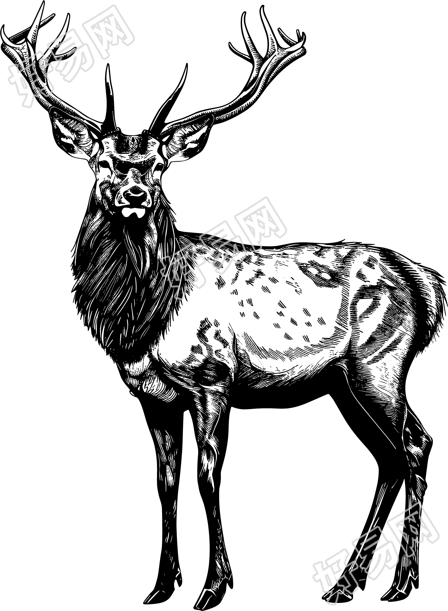 麋鹿素描插图