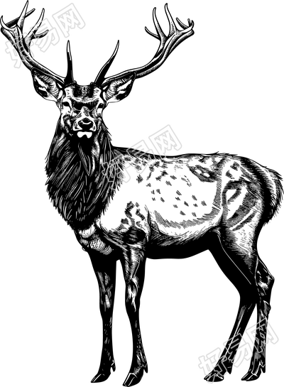 麋鹿素描插图