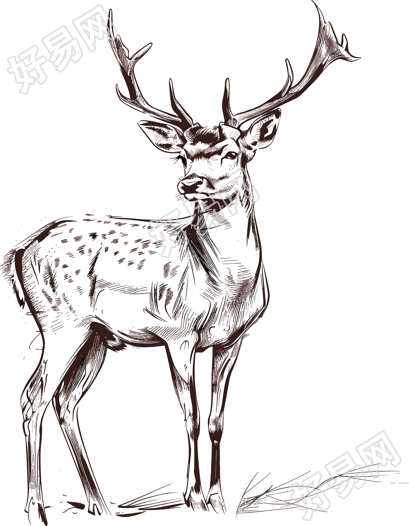 麋鹿素描素材