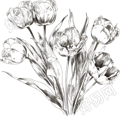 郁金香素描素材