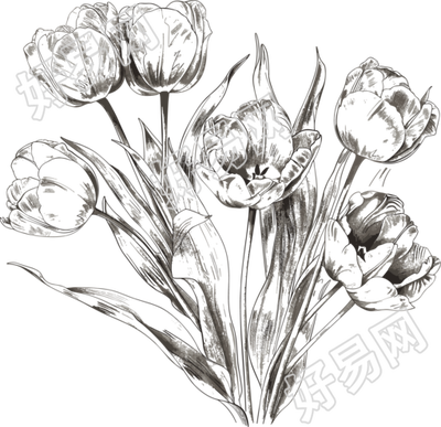 郁金香素描素材
