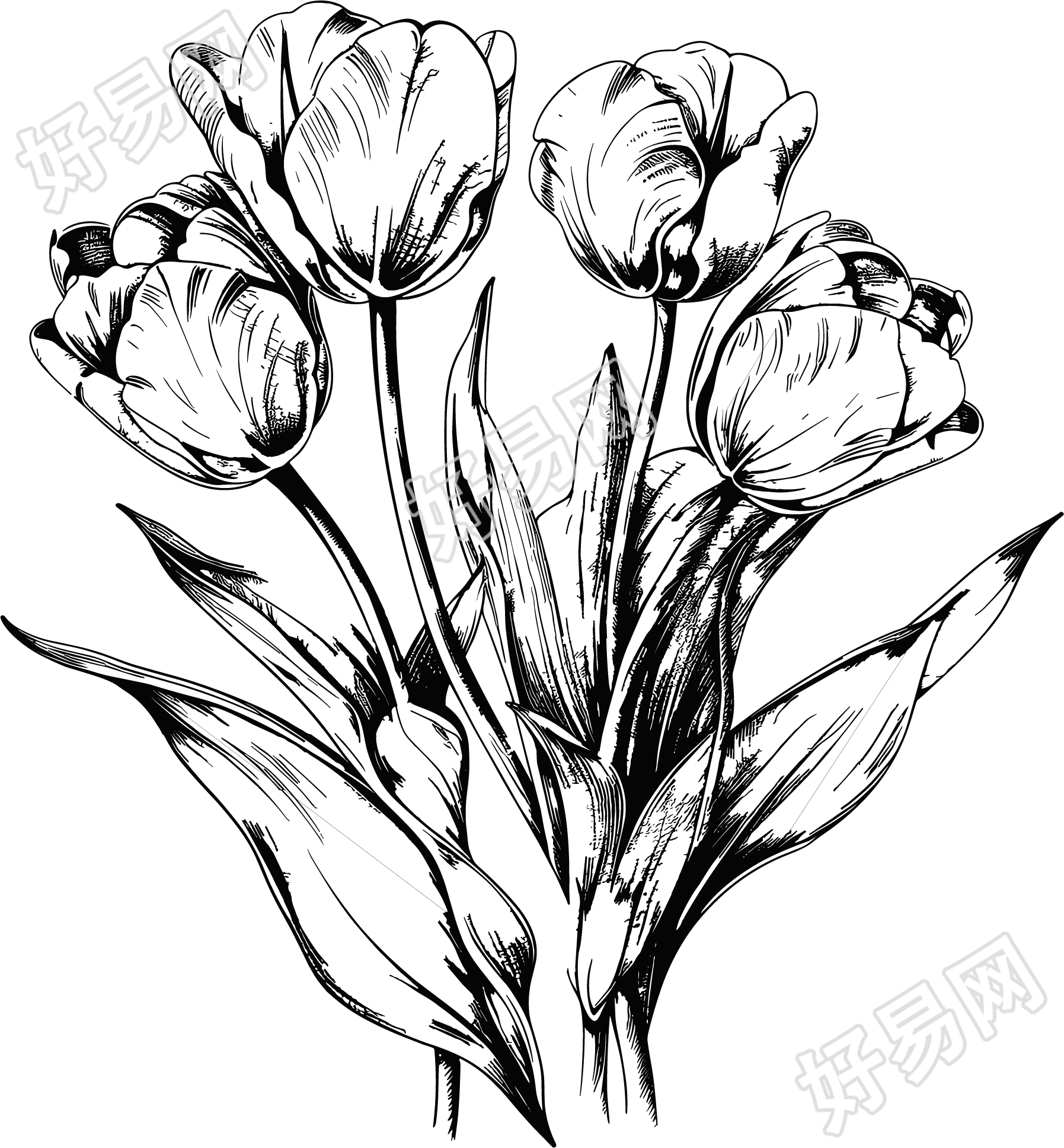 郁金香素描插图