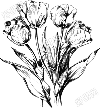 郁金香素描插图