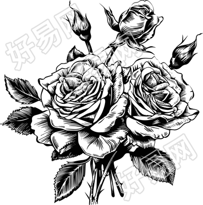 玫瑰花素描插画设计