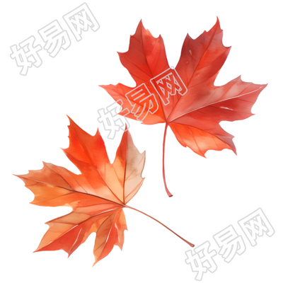立秋枫叶元素